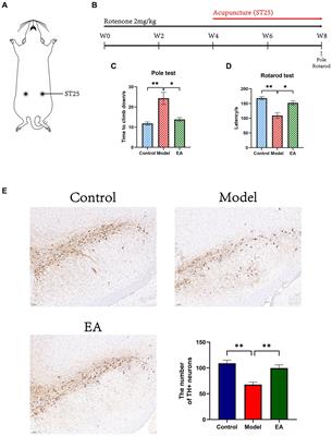 Electroacupuncture at ST25 corrected gut microbial dysbiosis and SNpc lipid peroxidation in Parkinson’s disease rats